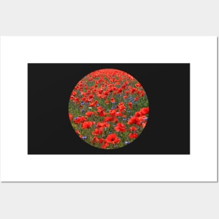 A Meadow of Red Poppies Posters and Art